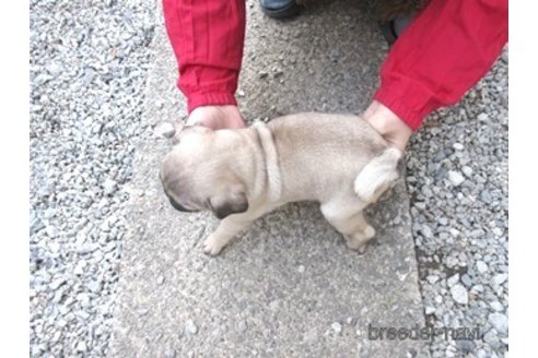 成約済の神奈川県のパグ-291674の3枚目